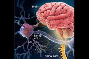 Can diet  help reduce disability, symptoms of MS?