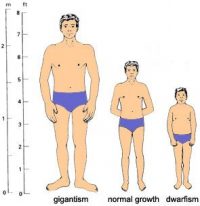 FDA Approves new test of for Diagnosis of Adult Growth Hormone Deficiency