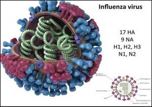 Probiotics can protect against Influenza A virus