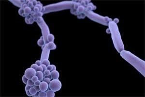 New antifungal provides hope in fight against superbugs