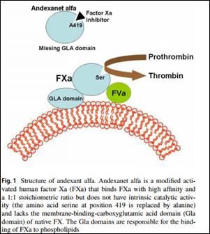 Andexanet alfa reverses complication of bleeding associated with DOACs