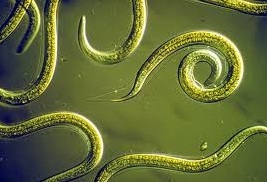 Doctors remove 14 roundworms from womans bile duct