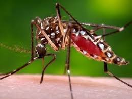 All about Dengue on International anti dengue day-Dr.Srikant Sharma