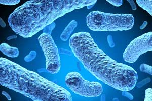 Probiotics a double-edged sword- May lead to blood infections