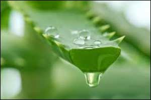 Aloe vera a natural denture cleanser with minimal side effects