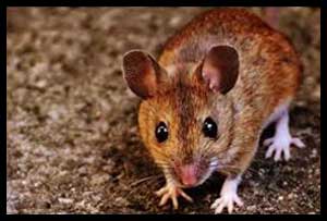 New vaccine developed for Lassa fever and rabies