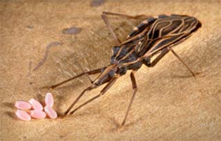 Anti-parasite drug benznidazole improves prognosis of Chagas disease
