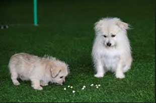 Two of a kind: Chinas first pet cloning service duplicates star pooch