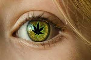 Study suggests cannabidiol raises eye pressure may worsen glaucoma