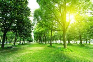 Green Neighbourhood decreases risk of heart disease: JAHA