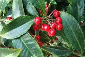 Christmas berry plant extract stops growth of  Uveal melanoma