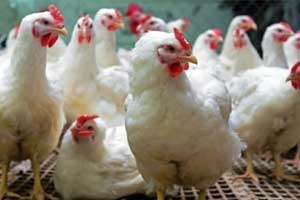 New avian flu outbreaks reported in India