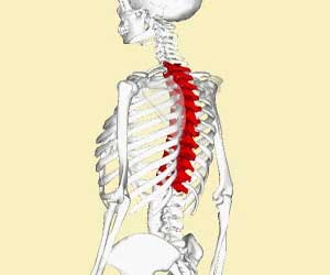 Low Calcium intake by young women increases fracture risk in later life