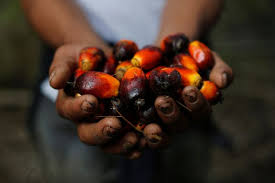 Study in WHO journal likens palm oil lobbying to tobacco and alcohol industries