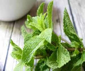 Have difficulty in swallowing- Spoonful of peppermint oil may help meal go down