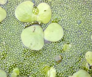 This green aquatic plant may lower blood sugar in Prediabetes