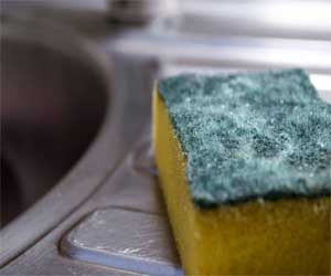 Bacteriophages-Key to counter antibiotic resistance found in kitchen Sponge