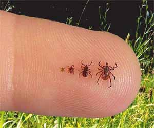 Failure of Lyme disease treatment - Investigate for babesiosis