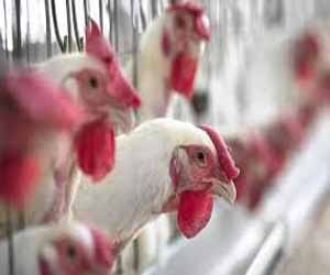 Indian government prohibits colistin use in food-producing animals to contain bacterial resistance