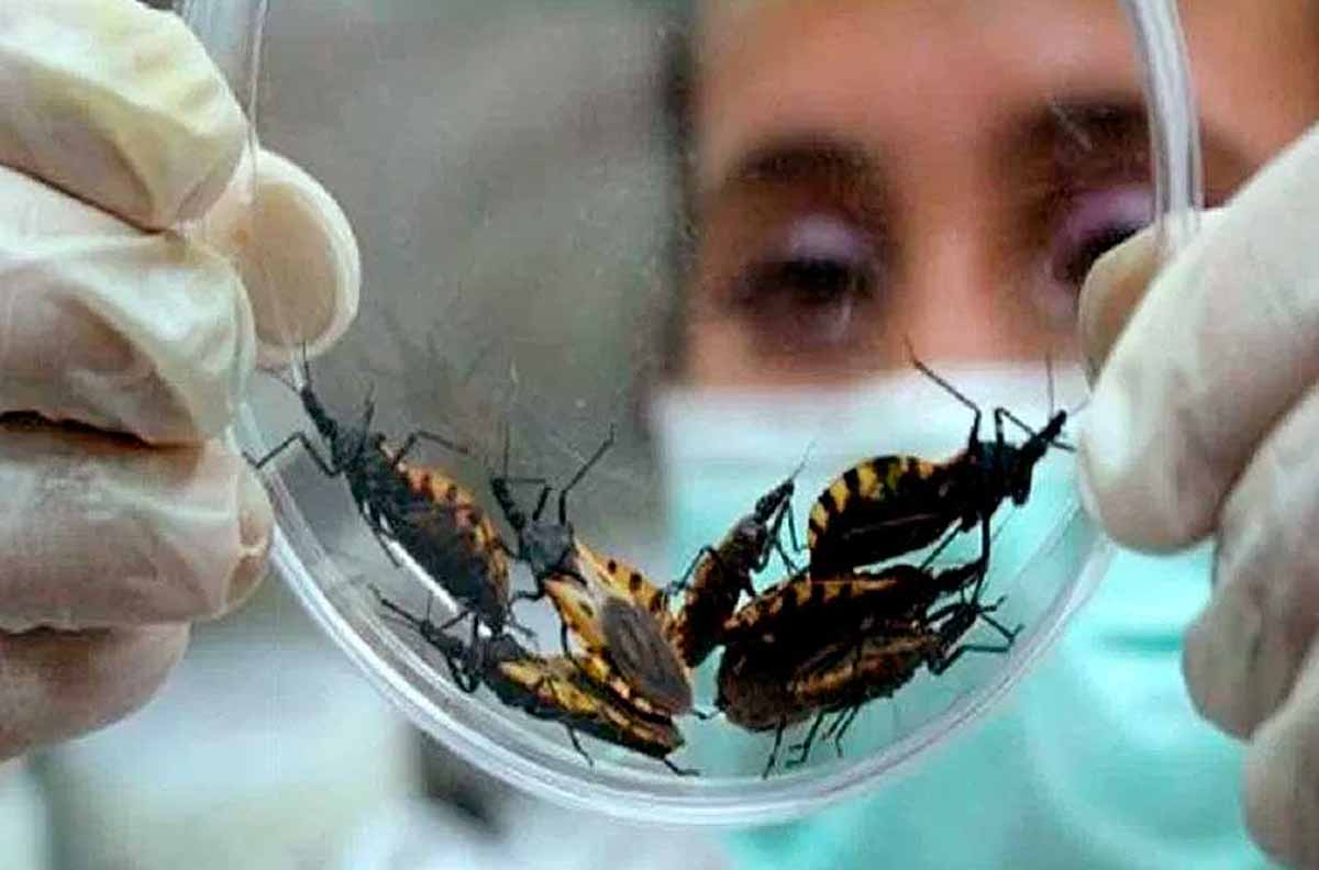 Two rapid tests may accurately diagnose Chagas disease in field