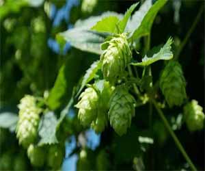 Hops compounds may improve metabolic syndrome by changing gut microbiota